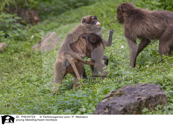 junge Blutbrustpaviane / young bleeding-heart monkeys / PW-05752