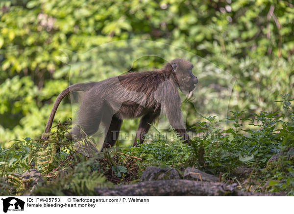 weiblicherBlutbrustpavian / female bleeding-heart monkey / PW-05753