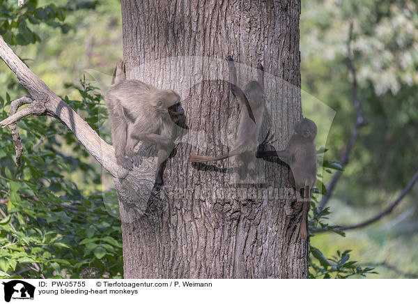 young bleeding-heart monkeys / PW-05755