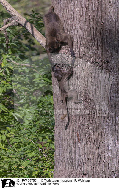 young bleeding-heart monkeys / PW-05756