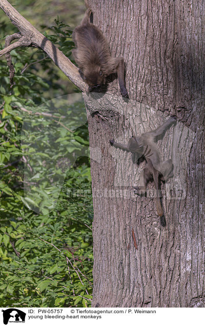 junge Blutbrustpaviane / young bleeding-heart monkeys / PW-05757