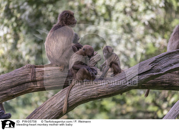 Blutbrustpavian Mutter mit Baby / bleeding-heart monkey mother with baby / PW-05758