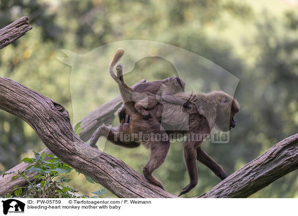 Blutbrustpavian Mutter mit Baby / bleeding-heart monkey mother with baby / PW-05759