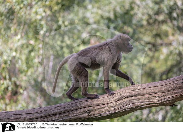 weiblicherBlutbrustpavian / female bleeding-heart monkey / PW-05760