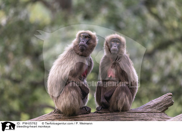 Blutbrustpaviane / bleeding-heart monkeys / PW-05762