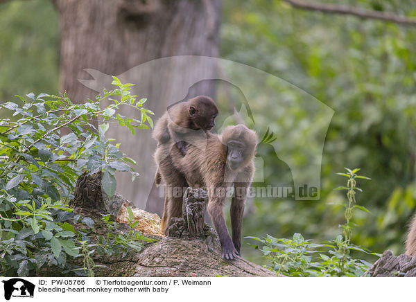 Blutbrustpavian Mutter mit Baby / bleeding-heart monkey mother with baby / PW-05766