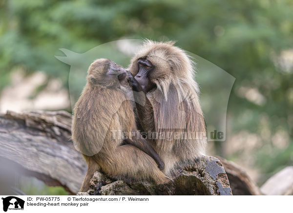 Blutbrustpavian Prchen / bleeding-heart monkey pair / PW-05775