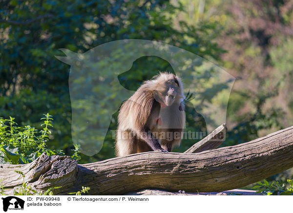 Blutbrustpavian / gelada baboon / PW-09948