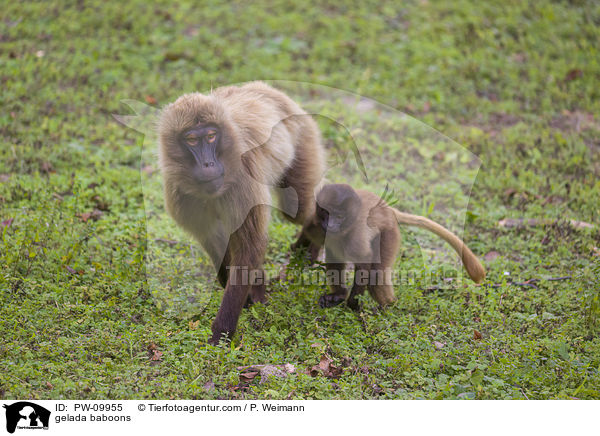 Blutbrustpaviane / gelada baboons / PW-09955