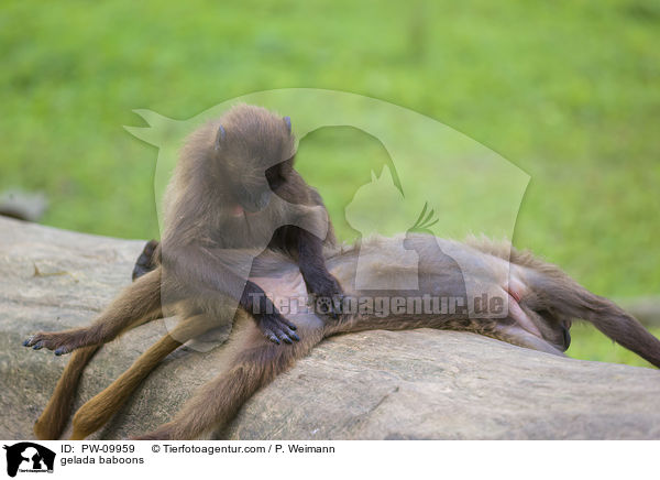 Blutbrustpaviane / gelada baboons / PW-09959