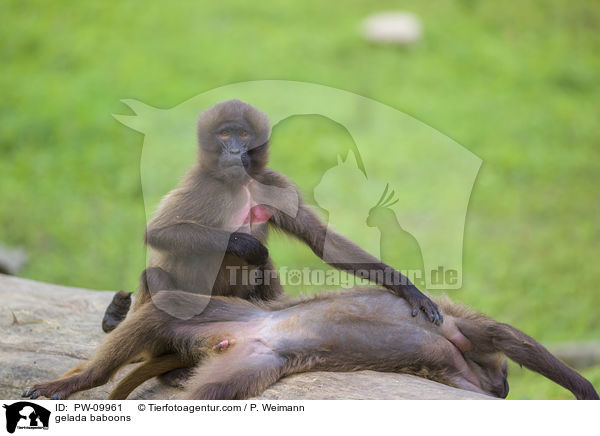 Blutbrustpaviane / gelada baboons / PW-09961