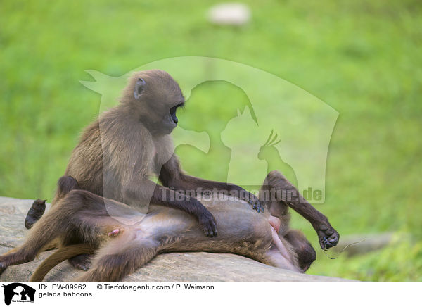 Blutbrustpaviane / gelada baboons / PW-09962