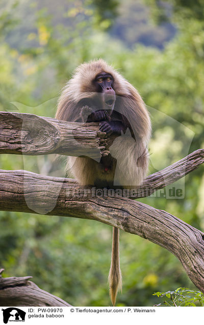 Blutbrustpavian / gelada baboon / PW-09970