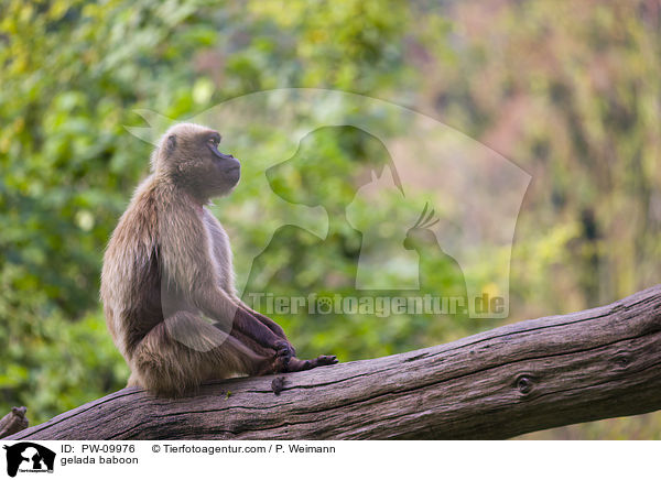 Blutbrustpavian / gelada baboon / PW-09976
