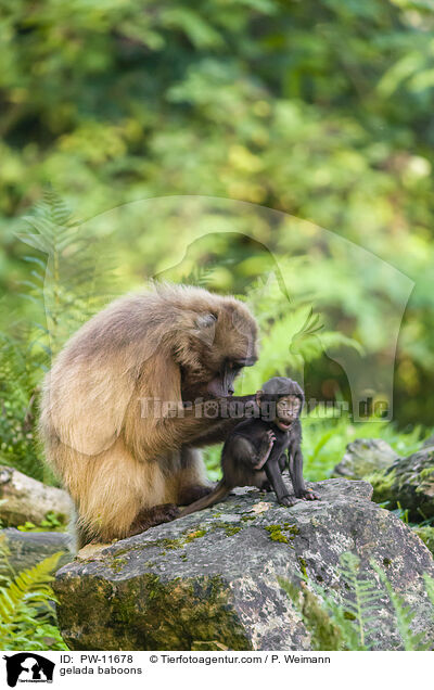 Blutbrustpaviane / gelada baboons / PW-11678