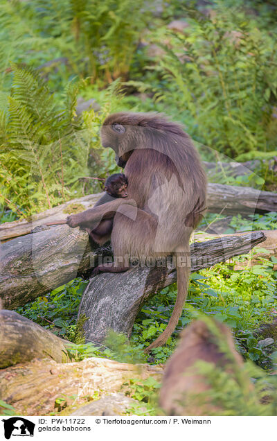 Blutbrustpaviane / gelada baboons / PW-11722