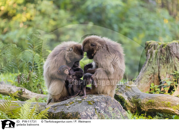 Blutbrustpaviane / gelada baboons / PW-11731