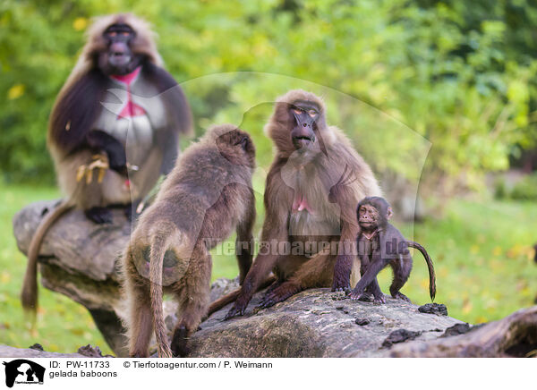 Blutbrustpaviane / gelada baboons / PW-11733