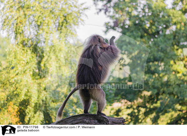 Blutbrustpavian / gelada baboon / PW-11798