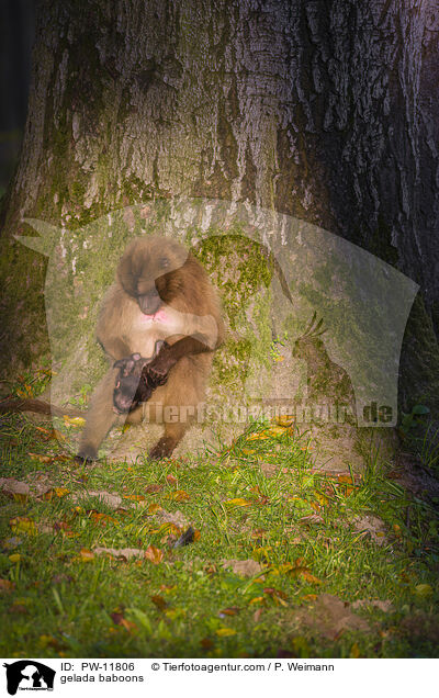 gelada baboons / PW-11806