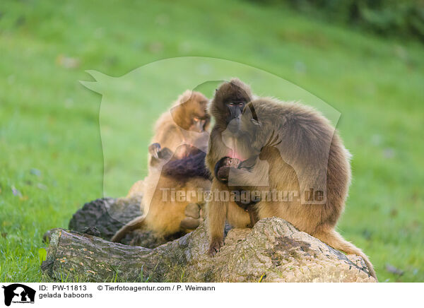 Blutbrustpaviane / gelada baboons / PW-11813