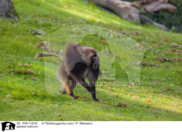 Blutbrustpavian / gelada baboon / PW-11816