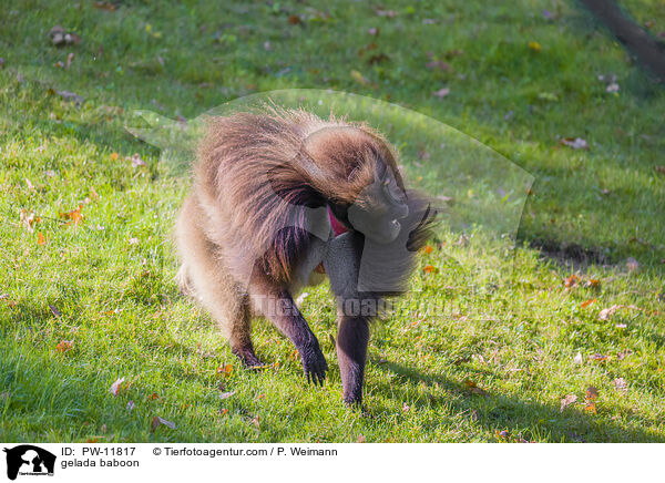 gelada baboon / PW-11817