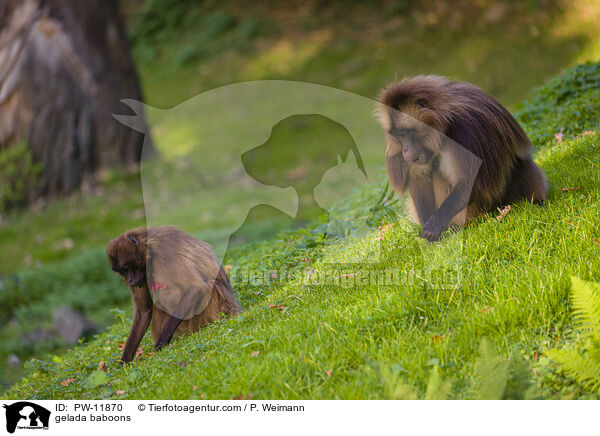 Blutbrustpaviane / gelada baboons / PW-11870