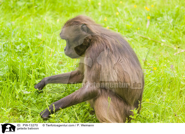 Blutbrustpavian / gelada baboon / PW-13270