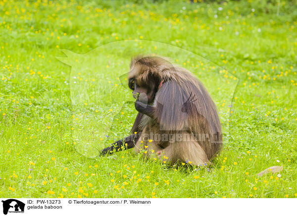 gelada baboon / PW-13273