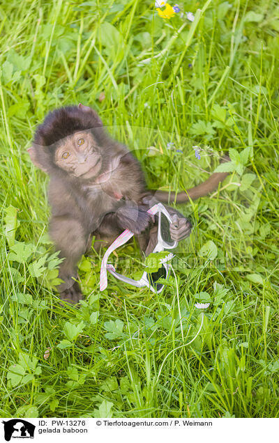 Blutbrustpavian / gelada baboon / PW-13276