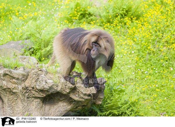 Blutbrustpavian / gelada baboon / PW-13280