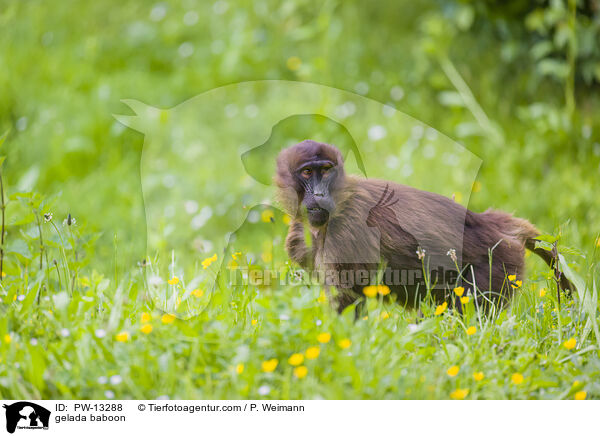 Blutbrustpavian / gelada baboon / PW-13288