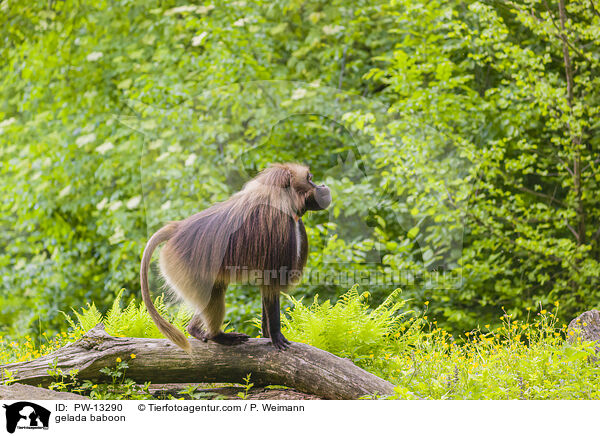 Blutbrustpavian / gelada baboon / PW-13290