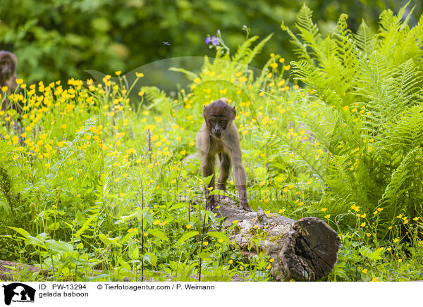 Blutbrustpavian / gelada baboon / PW-13294