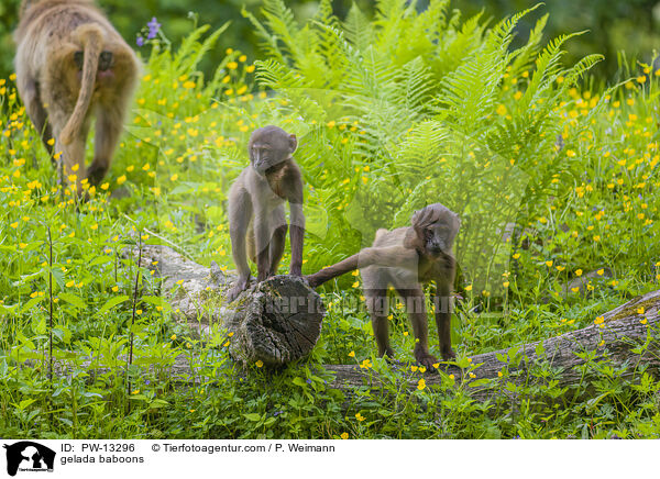 Blutbrustpaviane / gelada baboons / PW-13296