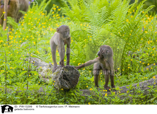 Blutbrustpaviane / gelada baboons / PW-13299