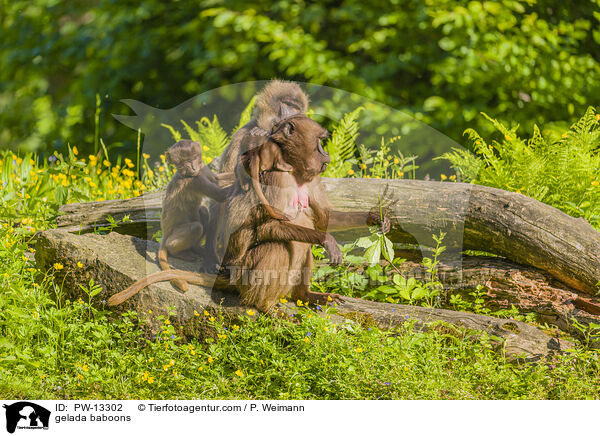 Blutbrustpaviane / gelada baboons / PW-13302