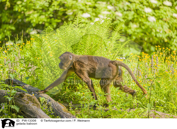 Blutbrustpavian / gelada baboon / PW-13306