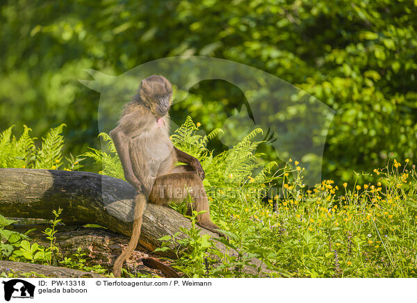 Blutbrustpavian / gelada baboon / PW-13318