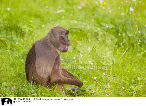 gelada baboon / PW-13329