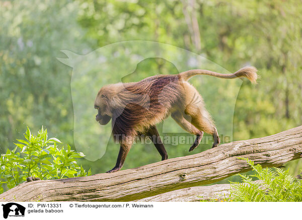 gelada baboon / PW-13331