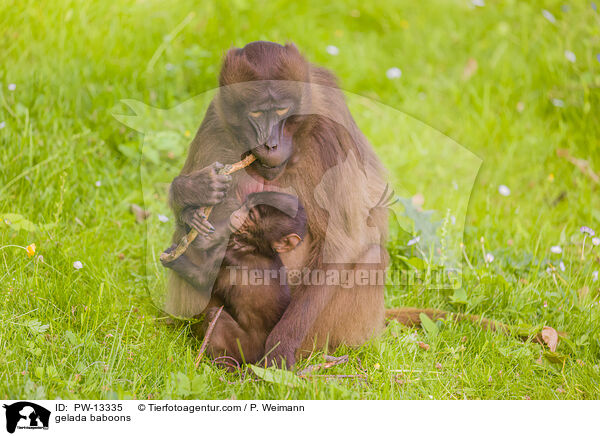 gelada baboons / PW-13335