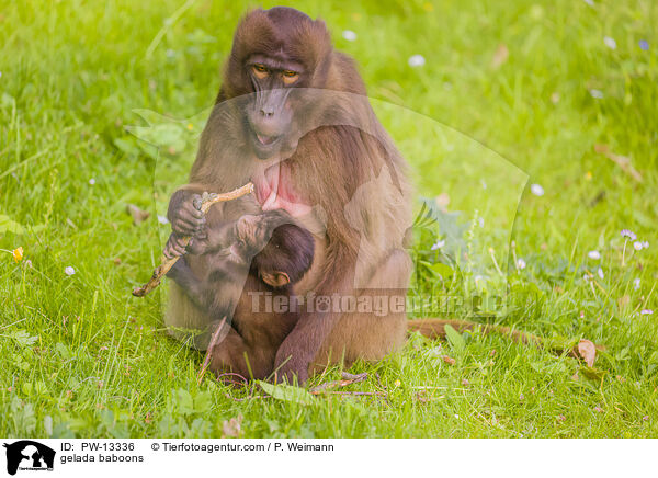 gelada baboons / PW-13336