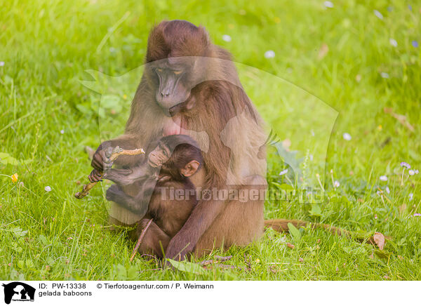 gelada baboons / PW-13338