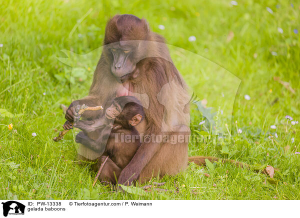 Blutbrustpaviane / gelada baboons / PW-13338