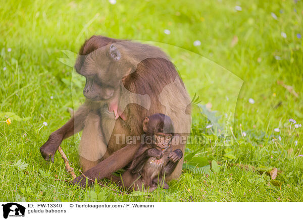 Blutbrustpaviane / gelada baboons / PW-13340