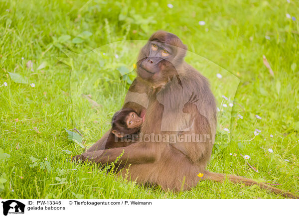 gelada baboons / PW-13345