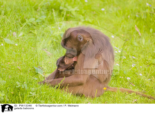 Blutbrustpaviane / gelada baboons / PW-13346