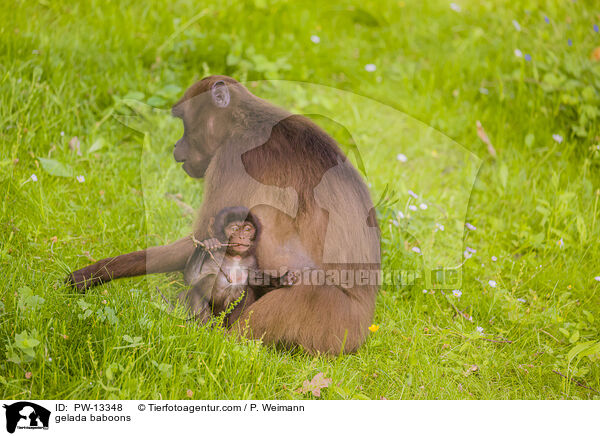 Blutbrustpaviane / gelada baboons / PW-13348